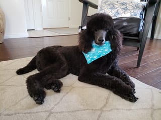Stylin Pets Salon