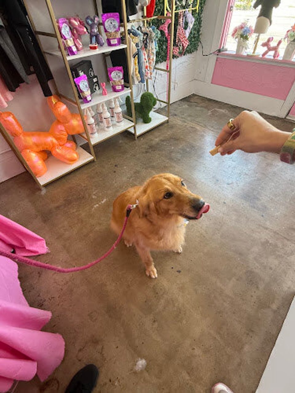 Pet Glam Spa photo 1