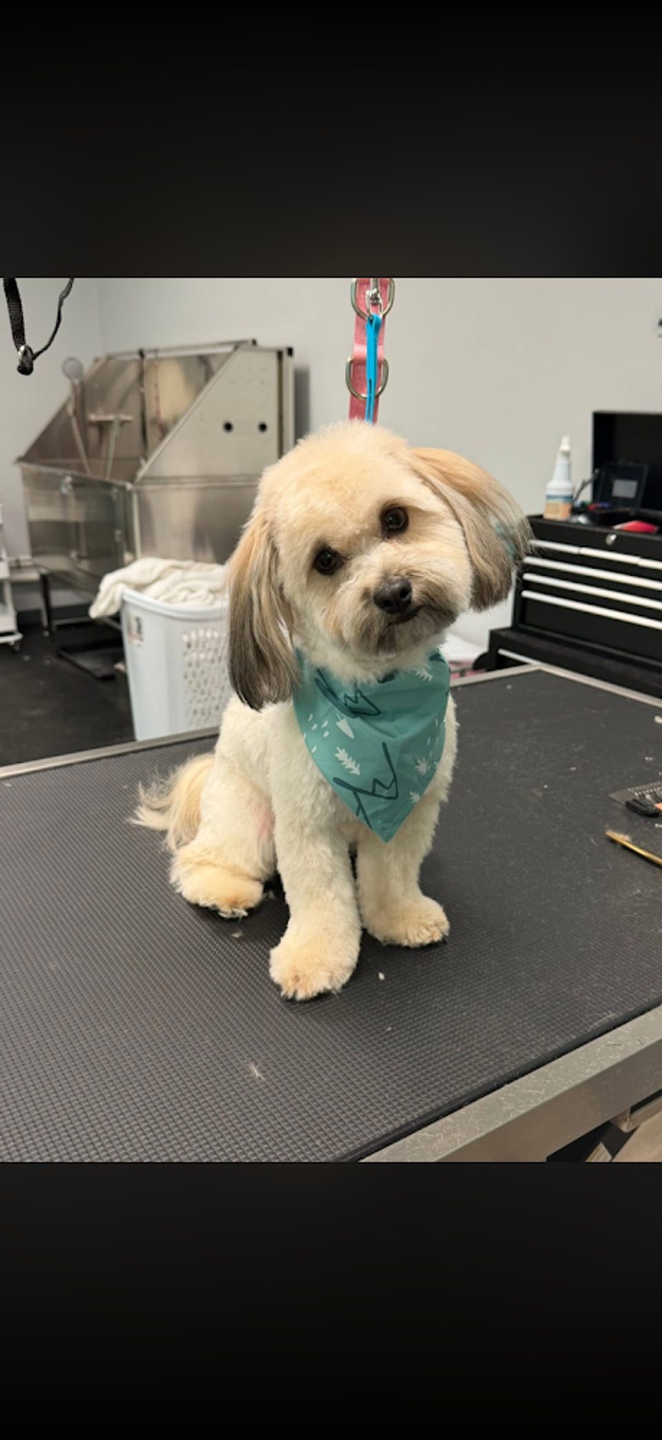B & C Grooming Boutique photo 1