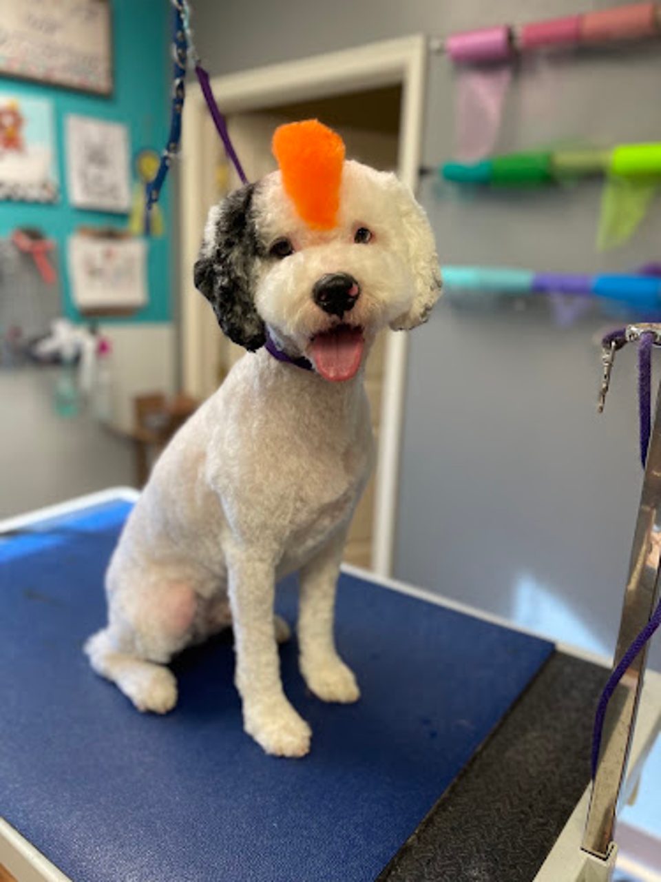 Kirsty Lou's Doggie Doo's photo 1