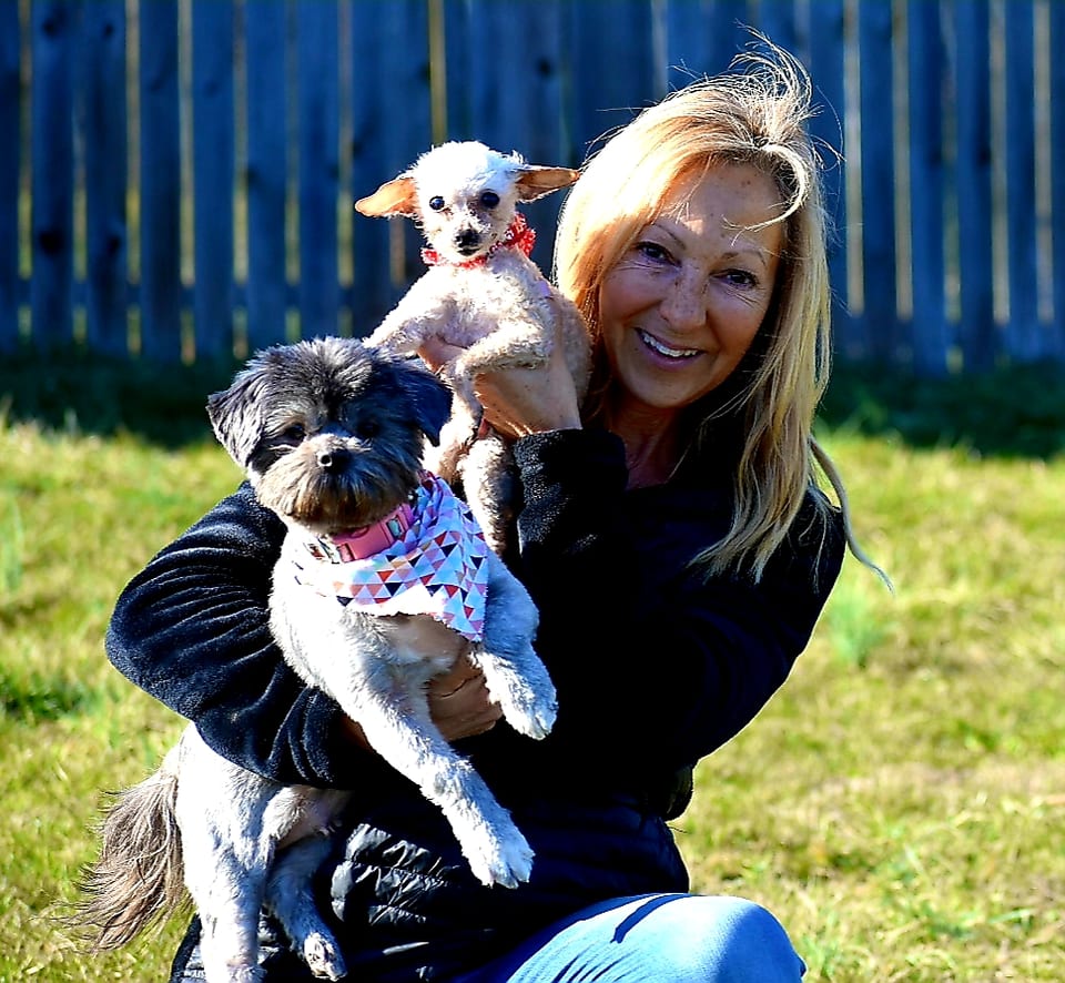 Country Club Kennels & Training photo 1