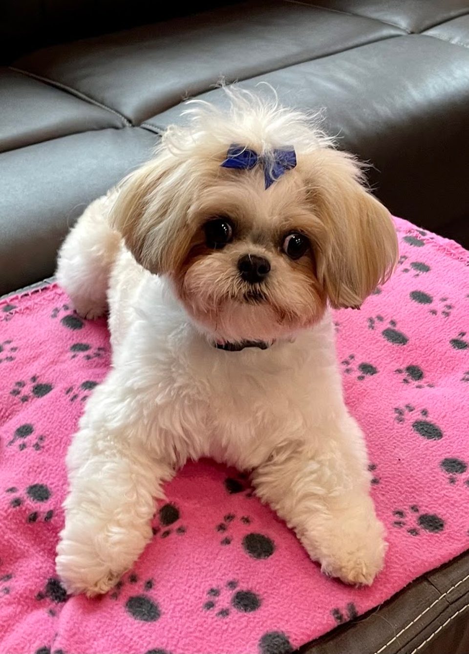 The Polished Pooch Grooming Salon photo 1