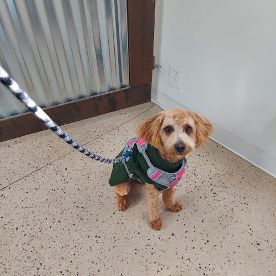 Bri’s pet parlor photo 1
