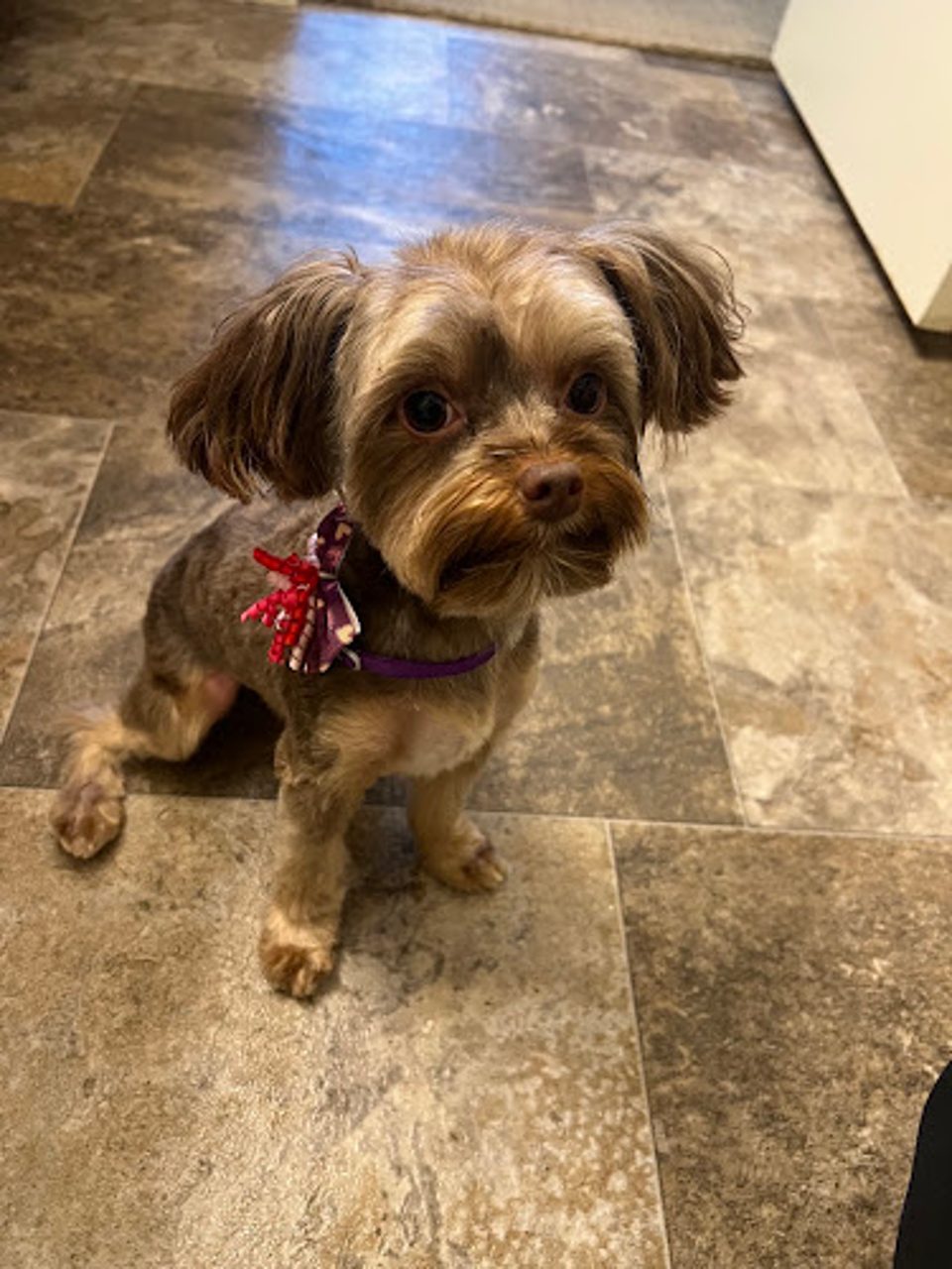 Vanity Fur Pet Salon & Boutique photo 1