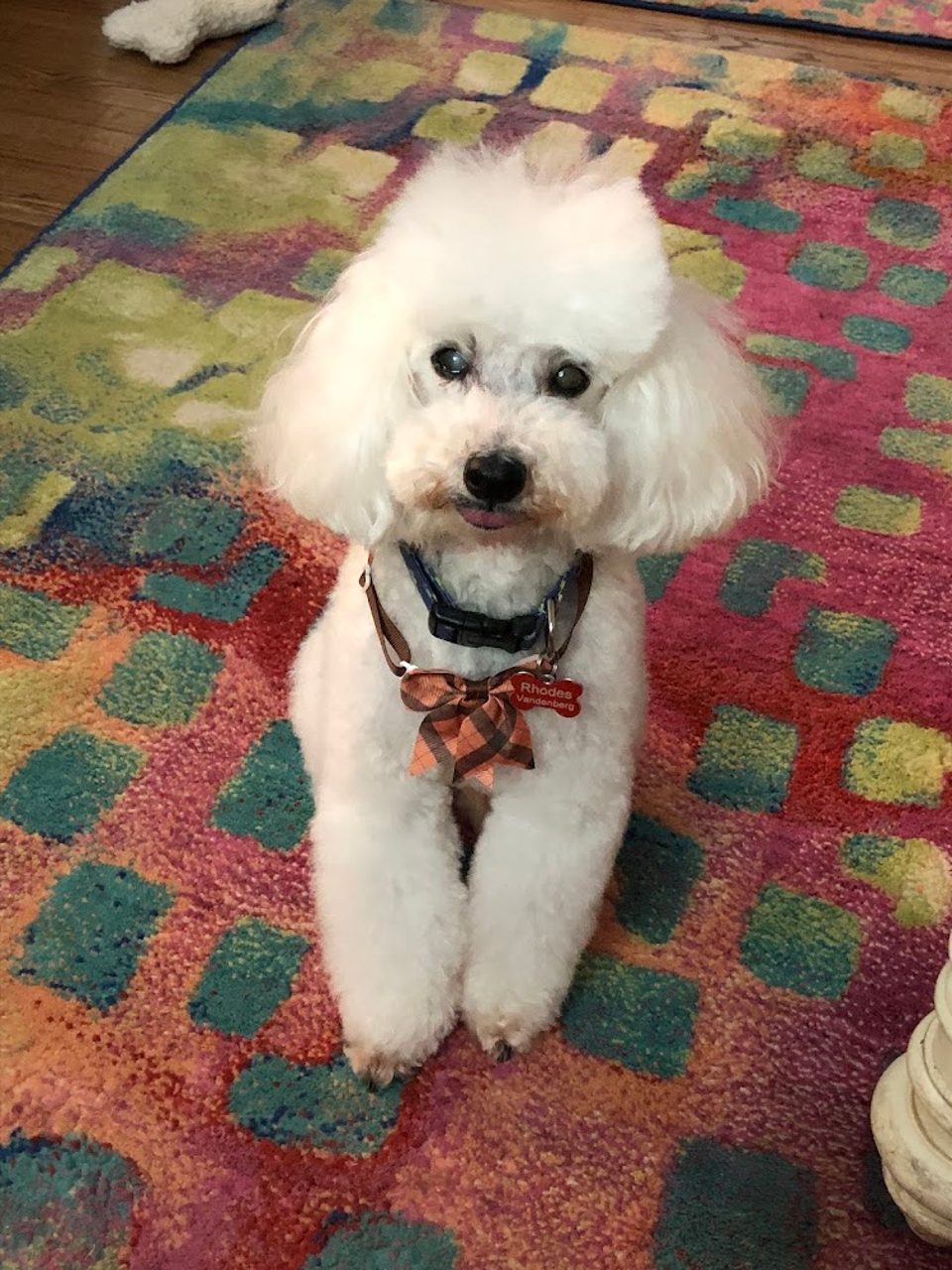 Canine Carousel Pet Supply & Salon photo 1