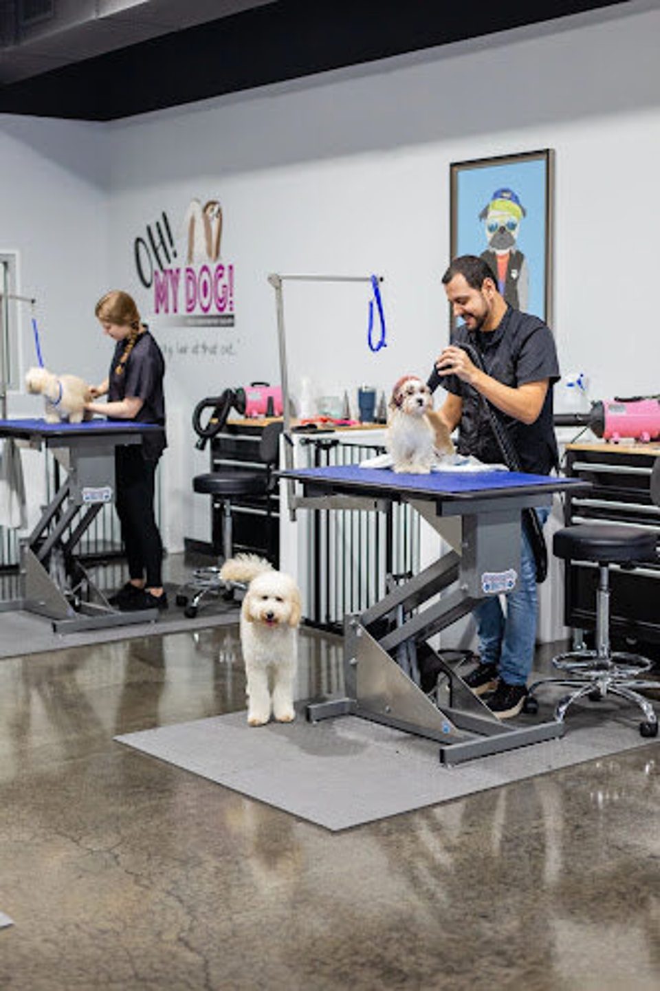 Tampa Paws Pet Salon photo 1