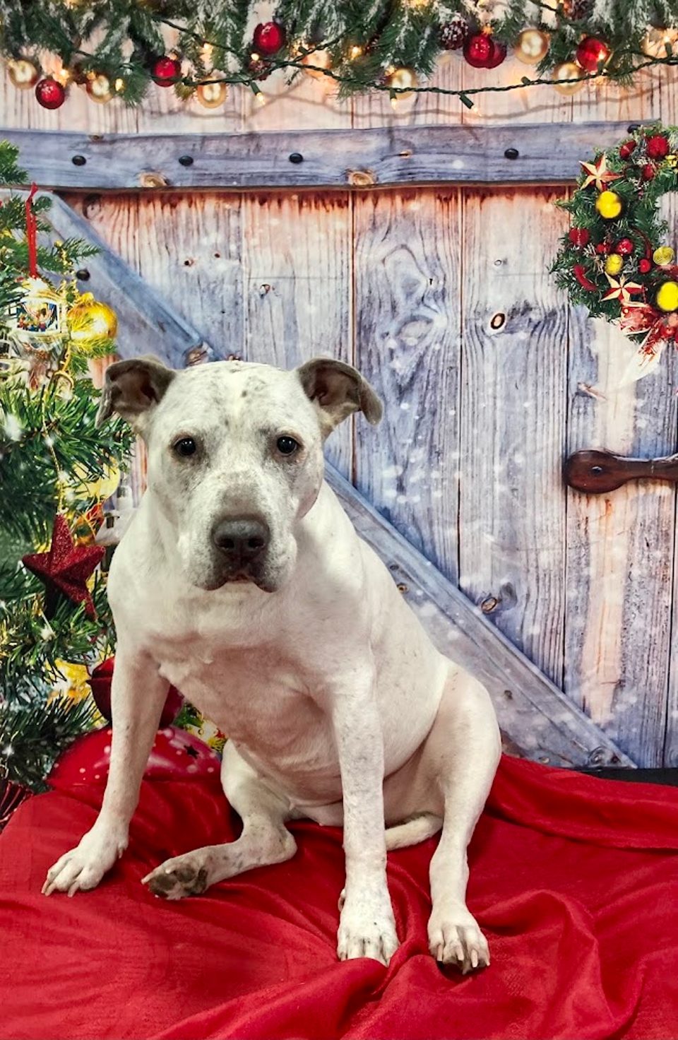 Barktastic Grooming LLC Dog and Cat Grooming photo 1