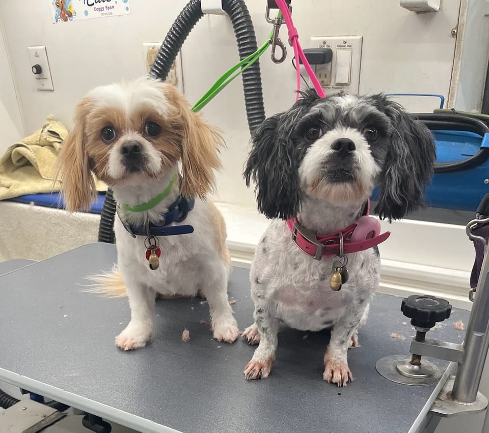 Elite Doggy Spaw photo 1