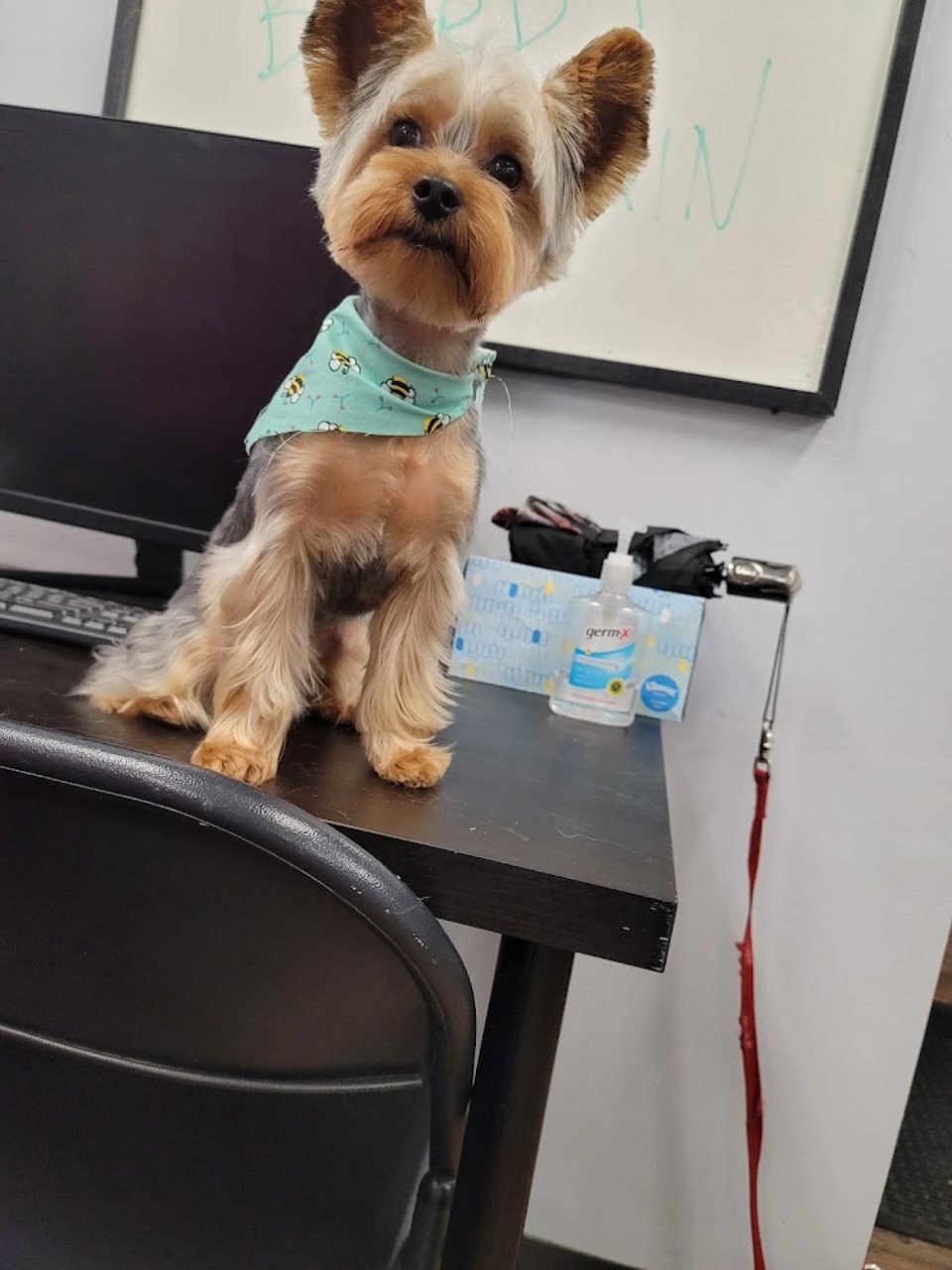 Petnificent, LLC photo 1